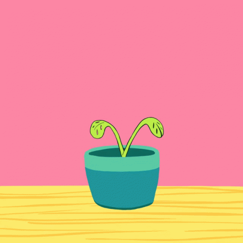  A short animation shows a potted plant with two small leaves growing as they're watered by watering cans labelled "$600 stimulus" and "$2000 stimulus". The pot is teal, sitting on a wooden surface, against a solid pink background.